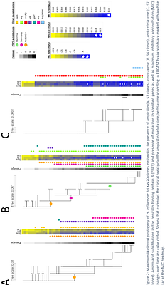 Evolution of β-lactam resistance causes fitness reductions and several cases of collateral sensitivities in the human pathogen Haemophilus influenzae
