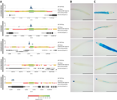 Unraveling the cis-regulatory code controlling abscisic acid-dependent gene expression in Arabidopsis using deep learning