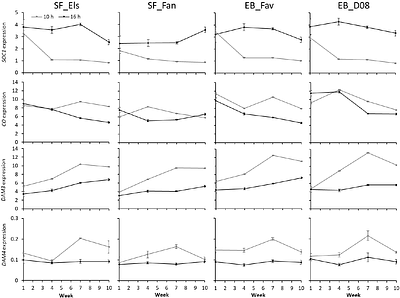 Photoperiodic effects on early plant development in everbearing and seasonal flowering strawberry