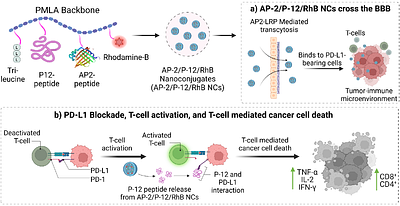 Antibody-Free Immunopeptide Nano-Conjugates for Brain-Targeted Drug Delivery in Glioblastoma Multiforme