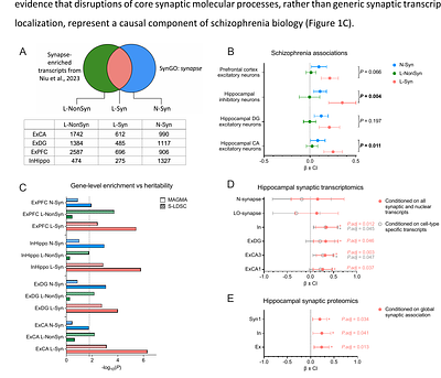 Post-transcriptional control by RNA-binding proteins links local synaptic translation to schizophrenia genetic risk