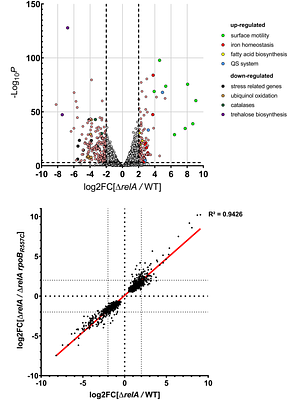 Functional interplay between (p)ppGpp and RNAP in Acinetobacter baumannii