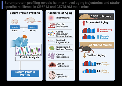 Serum protein profiling reveals hallmark-level aging trajectories and strain-specific resilience in CB6F1J and C57BL/6J male mice.