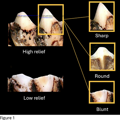 Decoding Diets: Applying Non-Linear Machine Learning Models to Geometric Morphometric Analysis of Bovid Dental Mesowear Signatures