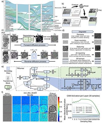 A foundation AI model enhances electron microscopy image analysis