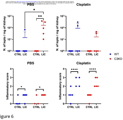 Complement C3 Deficiency Enhances Renal Leptospiral Load and Inflammation While Impairing T Cell Differentiation During Chronic Leptospira interrogans Infection