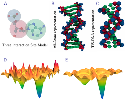 Exploring the Energy Landscape of Hairpin Folding using the TIS-DNA model