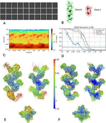 Structural basis of the lobster carapace blue colour mediated by an HPR protein