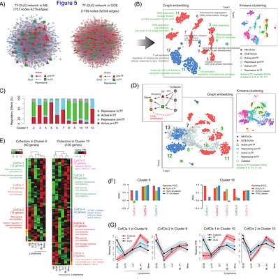 A computational approach for deciphering the interactions between proximal and distal regulators in B cell differentiation