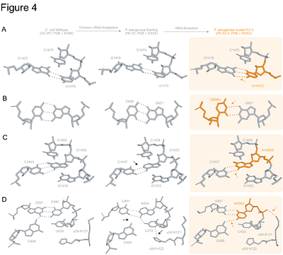 Structural adaptations for enhanced translation kinetics in evolved ribosomes