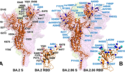 Accurate Characterization of Conformational Ensembles and Binding Mechanisms of the SARS-CoV-2 Omicron BA.2 and BA.2.86 Spike Protein with the Host Receptor and Distinct Classes of Antibodies Using AlphaFold2-Augmented Integrative Computational Modeling