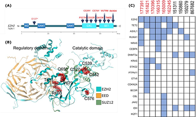 Epigenetic vulnerabilities of leukemia harboring inactivating EZH2 mutations