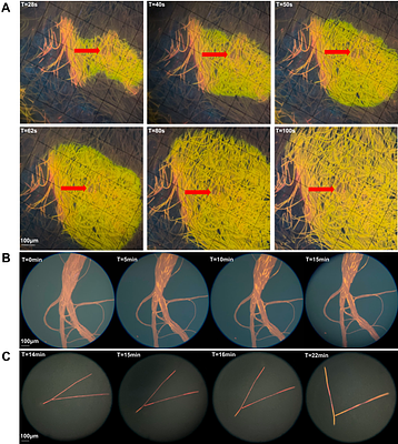 Global distribution of cultivated Trichodesmium subclades revealed by multi-omics