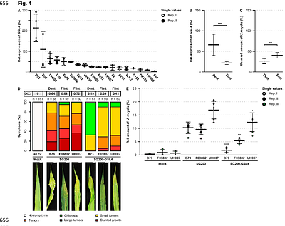 Characterization of the maize (Zea mays)-Ustilago maydis interaction in a warming climate