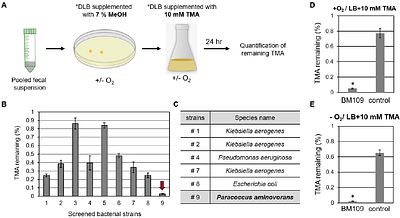 Microbiome-Targeted Reduction of Circulating Trimethylamine N-Oxide Mitigates Ischemic Stroke Risk
