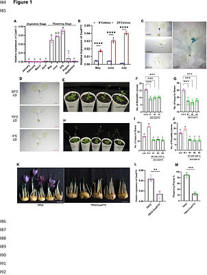 Florigen Activation Complex Dynamics and SVP-Mediated Repression Orchestrate Temperature-Regulated Flowering in Saffron