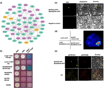 Coordinated regulation of trichome morphogenesis and flavonoid pathway by a MYB HDZIP JAZ module in banana (Musa sp.)