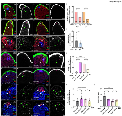 Age-related declines in niche self-renewal factors controls testis aging and spermatogonial stem cell competition through Hairless, Imp, and Chinmo
