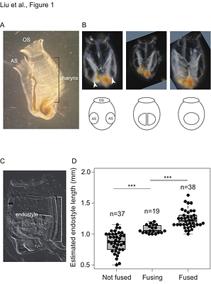 Possible function of Hox2 in atrial siphon fusion of the ascidian Ciona