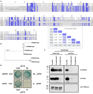Rsm-mediated post-translational control of the Pseudomonas putida Type VI Secretion System
