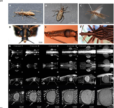 Ontogenetic expansion and regionalization of the triatomine compound eye supports flight-related vision