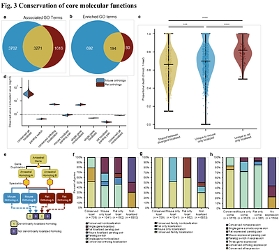 Sub-cellular Systems Drift Drives Mosaic Evolution of Mammalian Neurons.