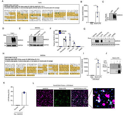 MARCO is an IFN-restricted immunometabolic decoy LPS receptor