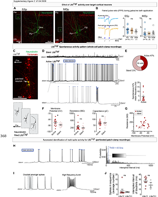 Cortical Layer 6b Persistent Subplate Neurons Reciprocally Connect Sensorimotor Areas and Inversely Reflect Somatosensory Engagement