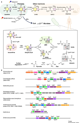 A Reductive Uric Acid Degradation Pathway in Anaerobic Bacteria