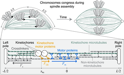 Motor proteins in antiparallel microtubule overlaps drive chromosome congression during mitotic spindle assembly