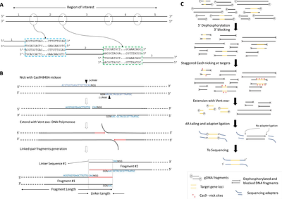 Linked-Pair Long-Read Sequencing Strategy for Targeted Resequencing and Enrichment