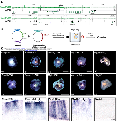 SOX2-VSX2 Co-Occupancy Shapes Retinal Neurogenesis Through Dynamic Chromatin Regulation