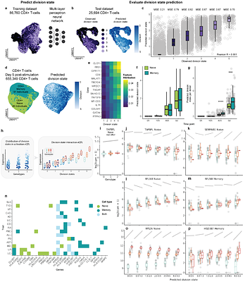Division state reveals hidden genetic regulation during T cell activation and identifies immune disease-linked gene programmes
