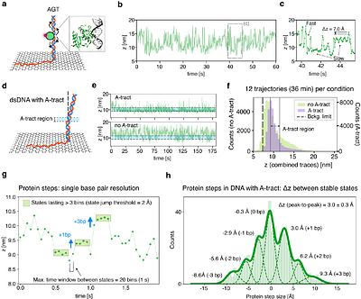 Real-Time Structural Biology of DNA and DNA-Protein Complexes on an Optical Microscope