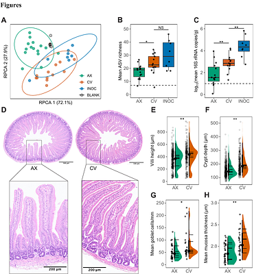 Gut microbiota promote early-life digestive function in songbirds