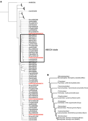 An ATP-binding cassette subfamily C is crucial for flavonoid sequestration in the domestic silkworm, Bombyx mori