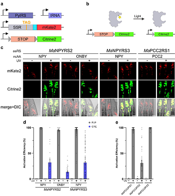 Expanding the Genetic Code of an Animal with Two Non-Canonical Amino Acids