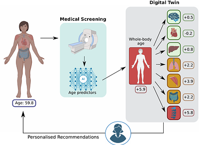 Medical Images as Biomarkers of Ageing - From Global and Local Patterns to Digital Twins