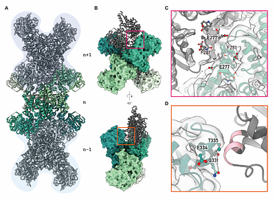 Filamentation and inhibition of prokaryotic CTP synthase