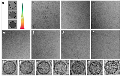 Encapsulation in a bacterial microcompartment shell improves thermal stability of a glycolytic enzyme