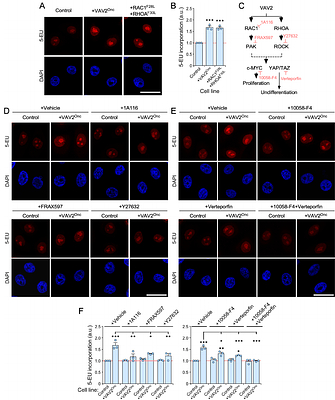 VAV2-DEPENDENT REGULATION OF RIBOSOME BIOGENESIS IN KERATINOCYTES AND ORAL SQUAMOUS CELL CARCINOMA