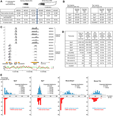 The Illumina Stranded mRNA protocol is not strongly stranded for mRNA with low U content