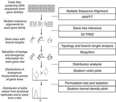 Detecting cryptic ghost lineage introgression in four-taxon genomic datasets