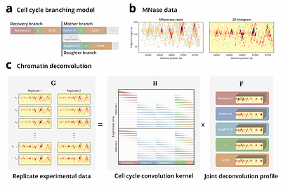 Deconvolving the spatiotemporal chromatin landscape through the cell cycle