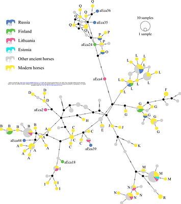 Body size, dental pathology and maternal genetic diversity of ancient horses in the eastern Baltic Sea region and western Russia