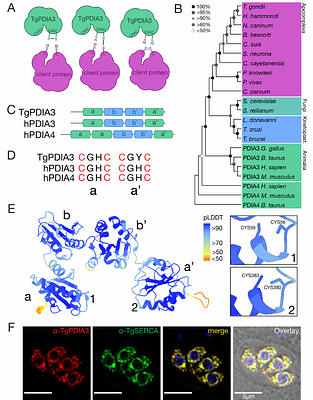 A Protein Disulfide Isomerase Coordinates Redox Homeostasis and ER Calcium Regulation for Optimal Lytic Cycle Progression in Toxoplasma gondii