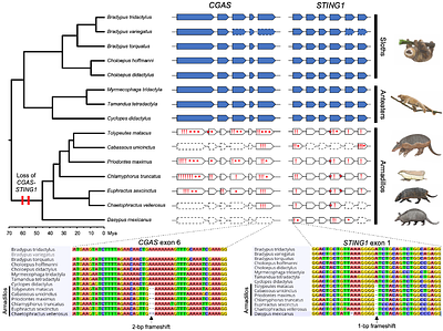 Loss of the cytosolic DNA-sensing genes cGAS and STING1 inarmadillos (Cingulata)