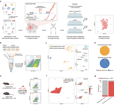 EnrichSci: Transcript-guided Targeted Cell Enrichment for Scalable Single-Cell RNA Sequencing
