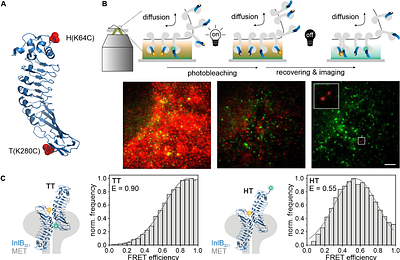 Single-molecule FRET-tracking of InlB-activated MET receptors in living cells