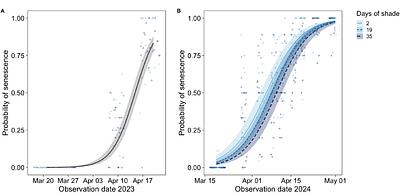 Spring ephemeral Erythronium umbilicatum may not be vulnerable to phenological mismatch with overstory trees